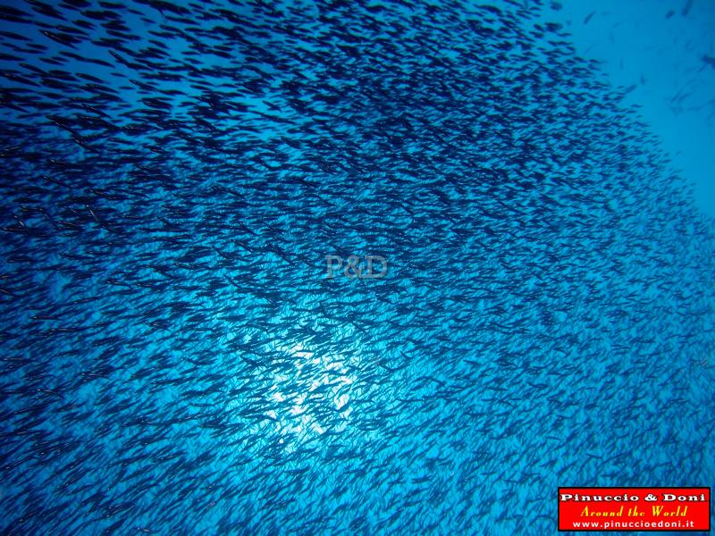 Papua Walindi Diving (New Britain) - 4.jpg